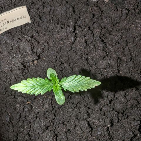 Tutankhamon  growlog timeline photo