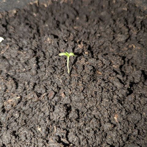 Sierra growlog timeline photo