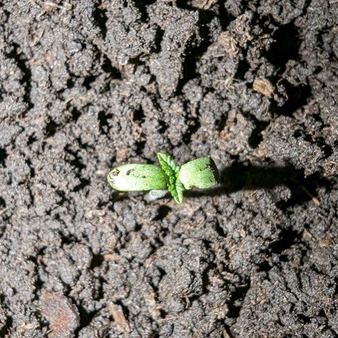 Sierra growlog timeline photo