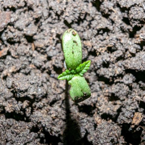 Sierra growlog timeline photo