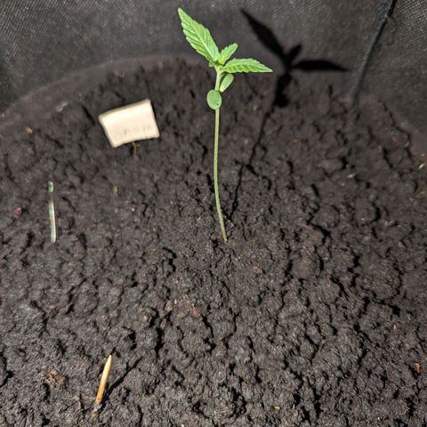 Opium growlog timeline photo