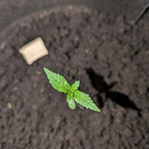 Opium growlog timeline photo