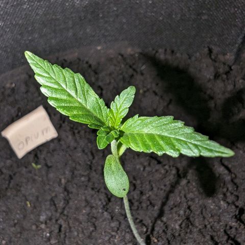Opium growlog timeline photo