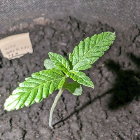 Owen Key growlog timeline photo