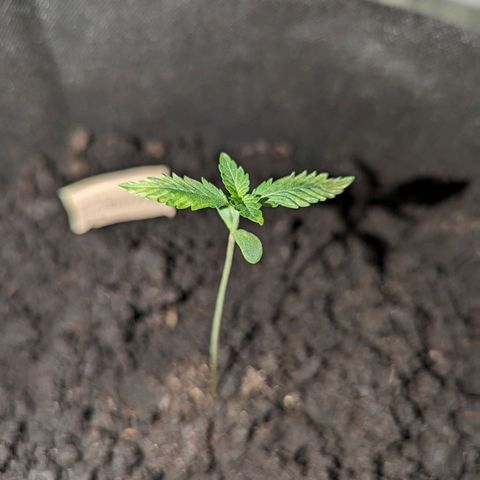 Tutankhamon  growlog timeline photo