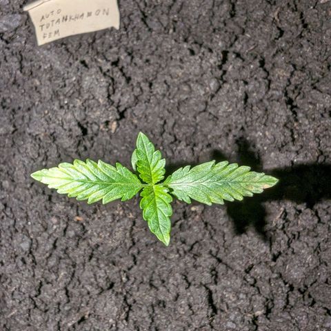 Tutankhamon  growlog timeline photo