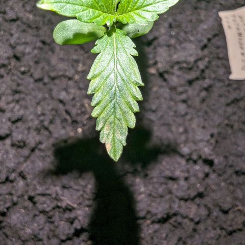 Tutankhamon  growlog timeline photo
