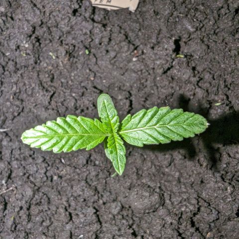 Owen Key growlog timeline photo