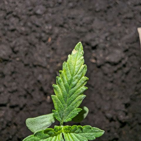Tutankhamon  growlog timeline photo