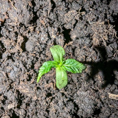 Sierra growlog timeline photo