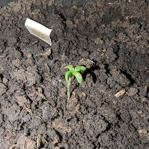 Sierra growlog timeline photo