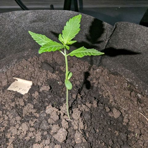 Opium growlog timeline photo