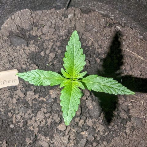 Opium growlog timeline photo