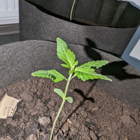 Owen Key growlog timeline photo