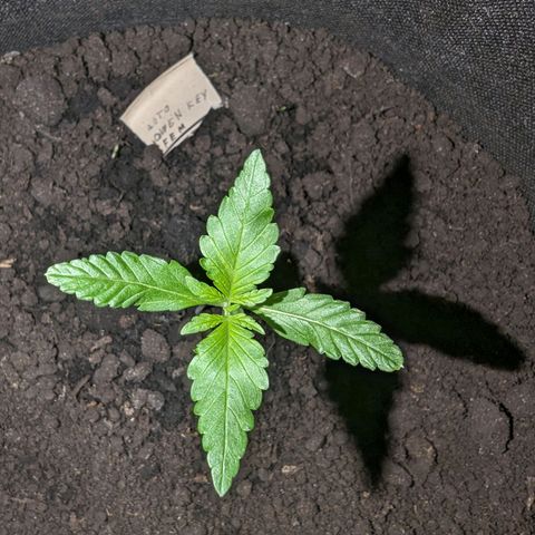 Owen Key growlog timeline photo
