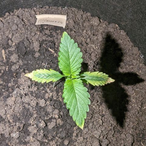 Tutankhamon  growlog timeline photo