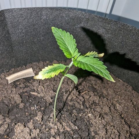 Tutankhamon  growlog timeline photo