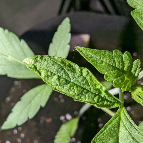 Owen Key growlog timeline photo