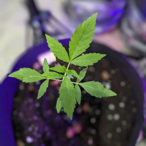 Owen Key growlog timeline photo