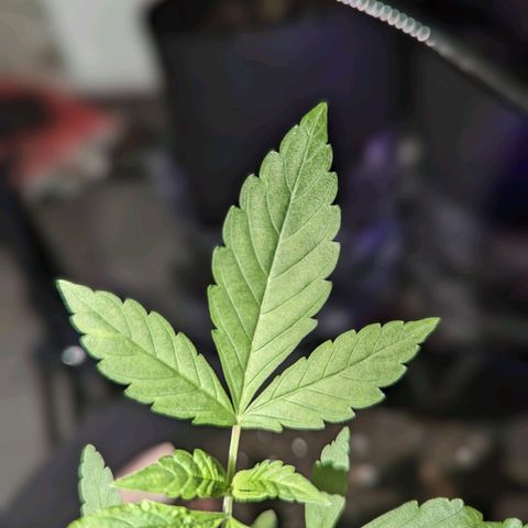 Owen Key growlog timeline photo