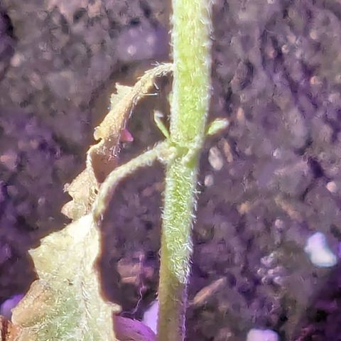 Tutankhamon  growlog timeline photo