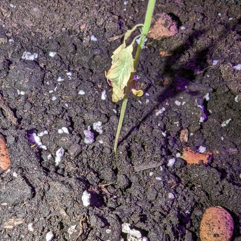 Tutankhamon  growlog timeline photo