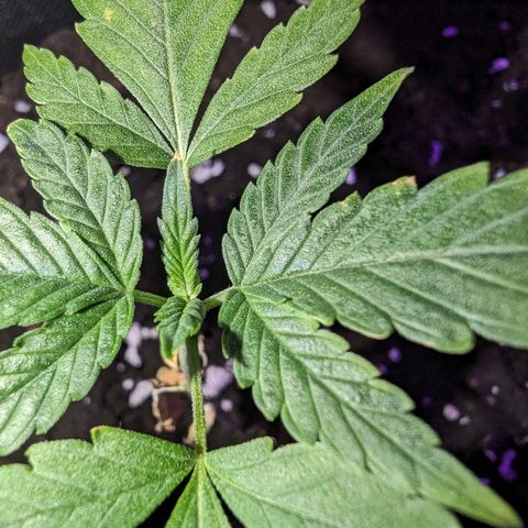 Tutankhamon  growlog timeline photo