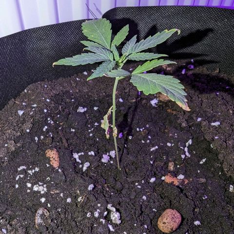 Tutankhamon  growlog timeline photo