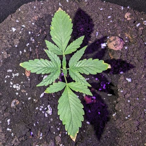 Tutankhamon  growlog timeline photo