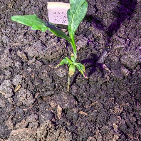 Sierra growlog timeline photo