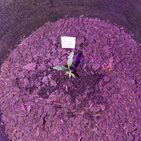 Sierra growlog timeline photo