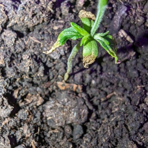 Sierra growlog timeline photo