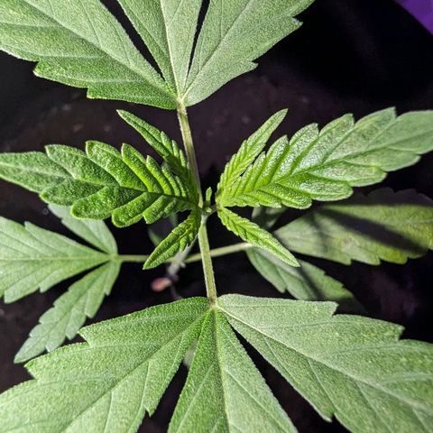 Opium growlog timeline photo