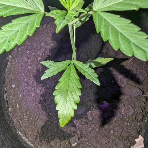 Opium growlog timeline photo