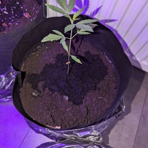 Opium growlog timeline photo