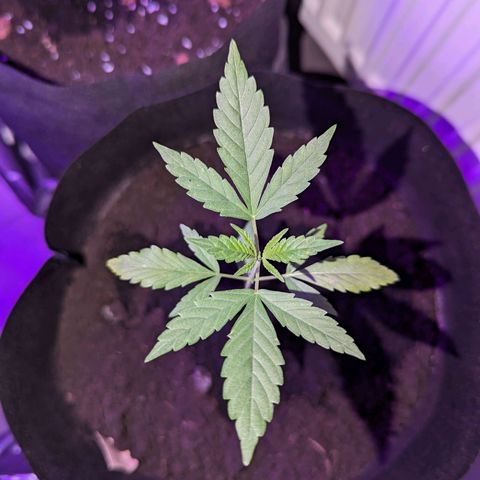Opium growlog timeline photo