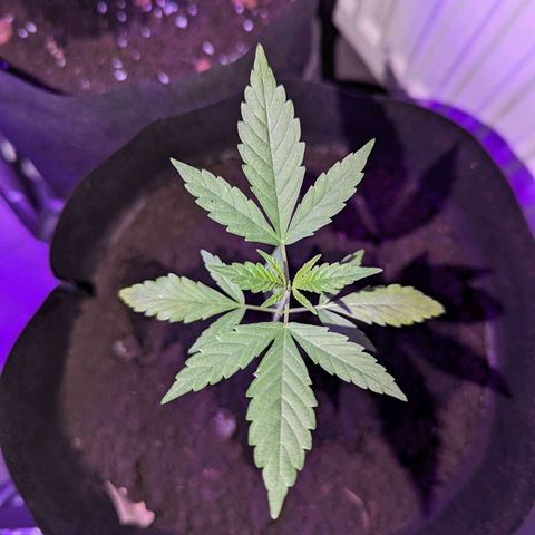 Opium growlog timeline photo