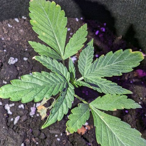 Tutankhamon  growlog timeline photo