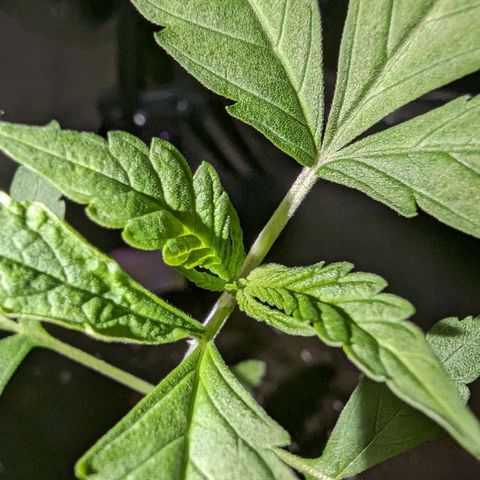 Owen Key growlog timeline photo