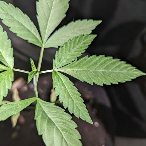 Owen Key growlog timeline photo
