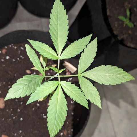Owen Key growlog timeline photo