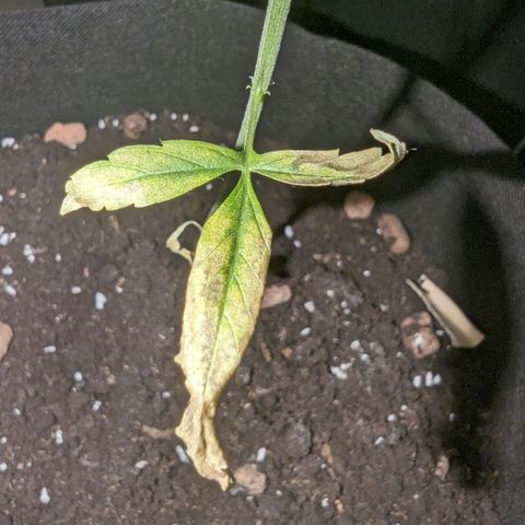 Owen Key growlog timeline photo