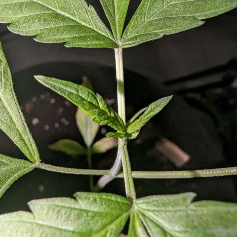 Owen Key growlog timeline photo