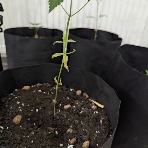 Owen Key growlog timeline photo