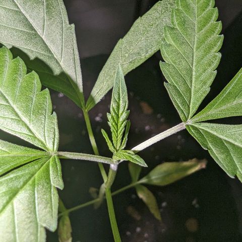 Owen Key growlog timeline photo