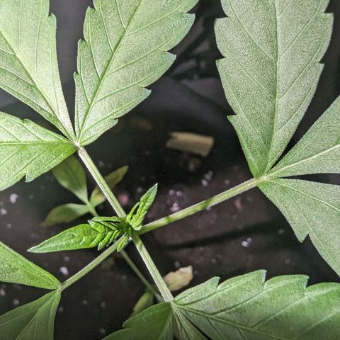 Owen Key growlog timeline photo