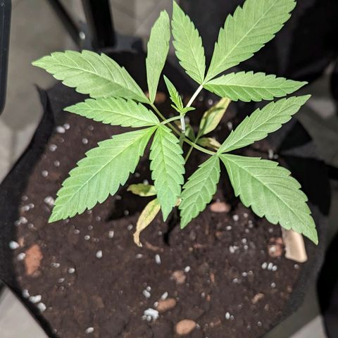Owen Key growlog timeline photo