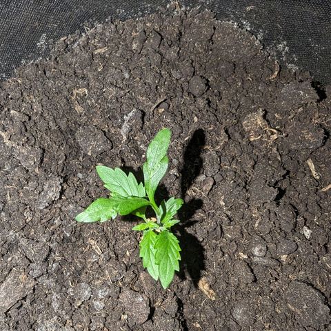 Sierra growlog timeline photo