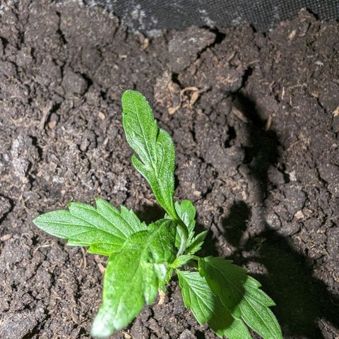 Sierra growlog timeline photo