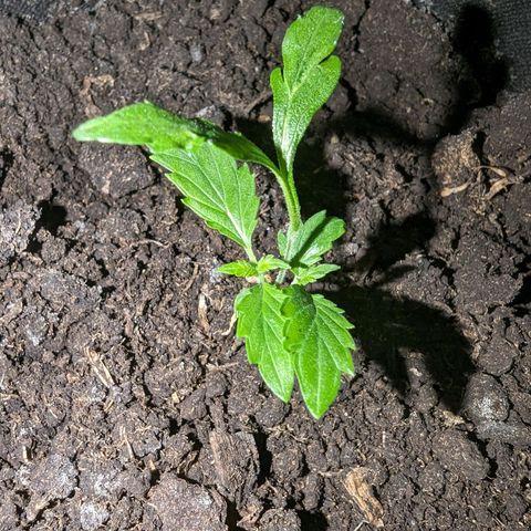 Sierra growlog timeline photo